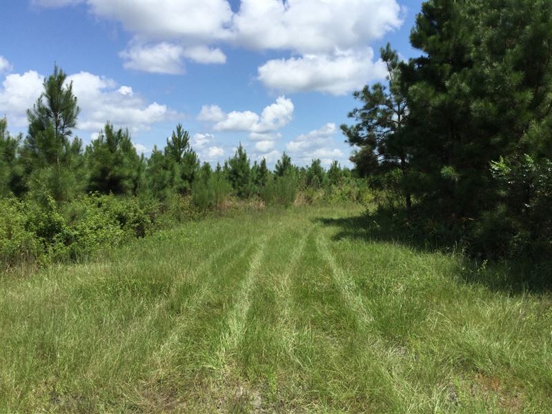 1163 Acres of Managed Timberland : Glen Saint Mary : Baker County : Florida