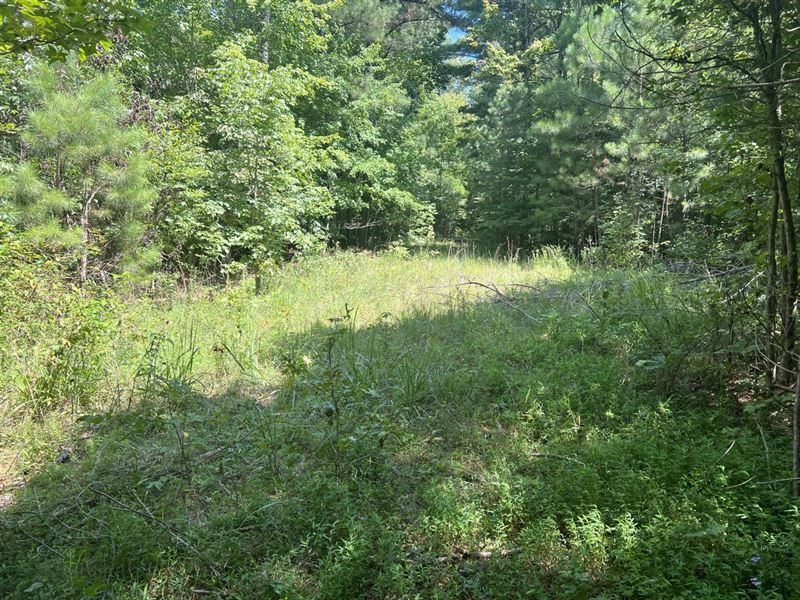 157 Acres of Hunting Land : Caneyville : Grayson County : Kentucky