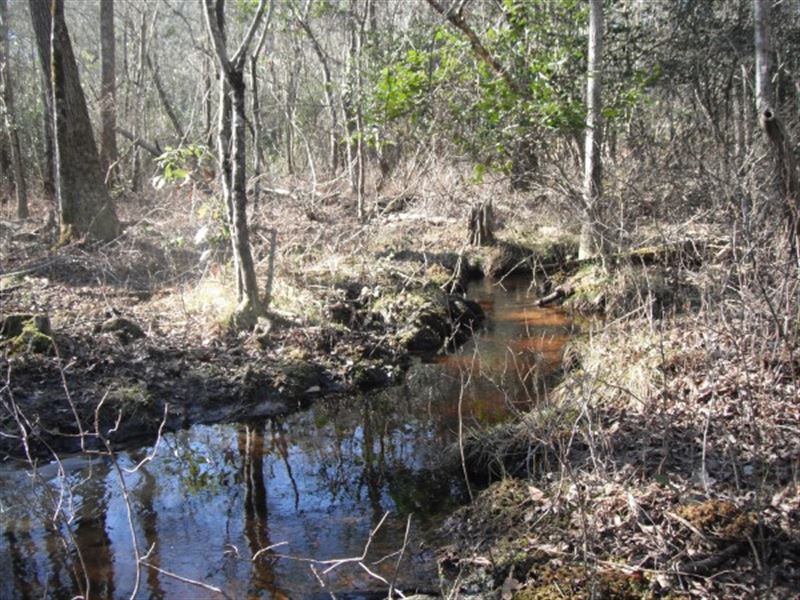 Homesite/Hunting Property : Kershaw : Lancaster County : South Carolina