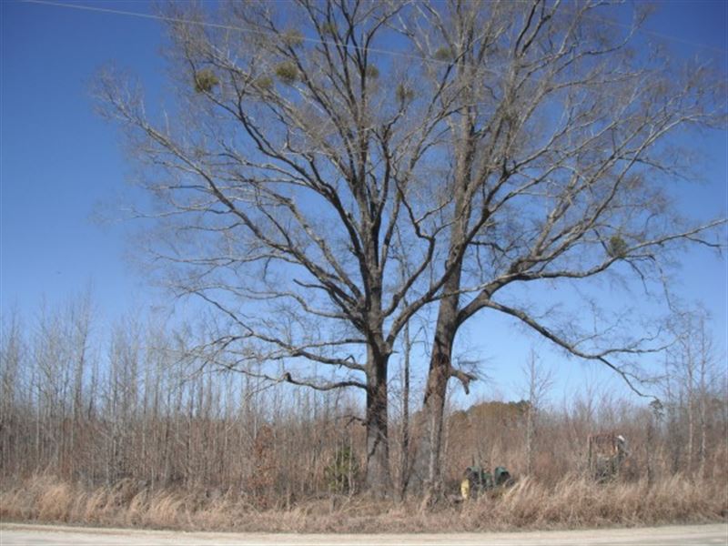 Hunting Property : Society Hill : Chesterfield County : South Carolina