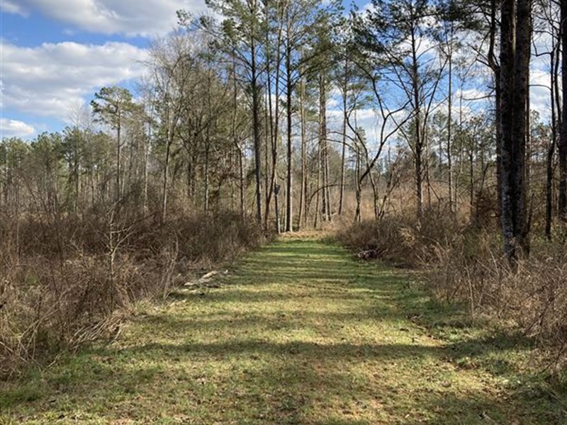 Large Recreational & Timber Tract : Raleigh : Smith County : Mississippi