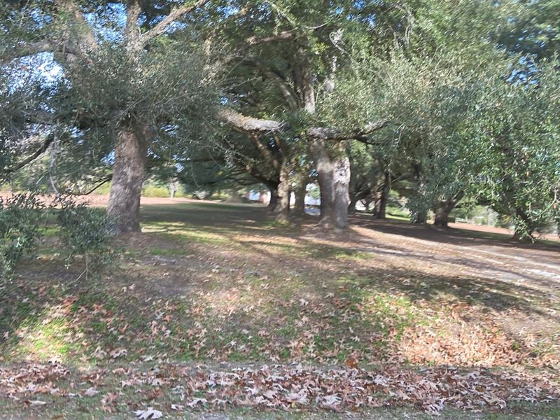 Capitola River Front Hunting Land : Johnsonville : Florence County : South Carolina