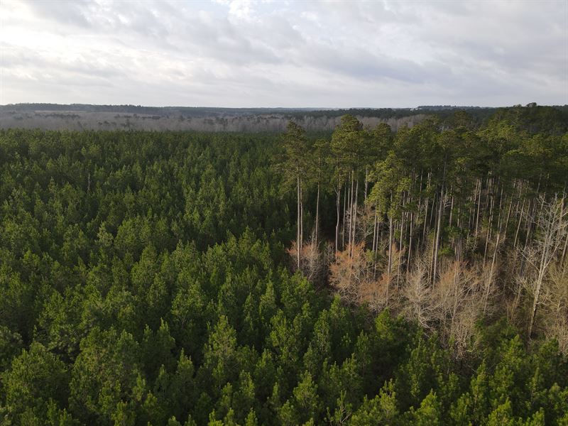 Beautiful Development Potential : Grovetown : Columbia County : Georgia