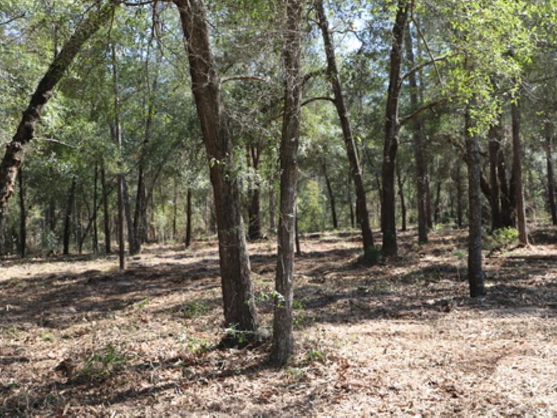10 Acres High & Dry, Oaks at KH : Keystone Heights : Clay County : Florida
