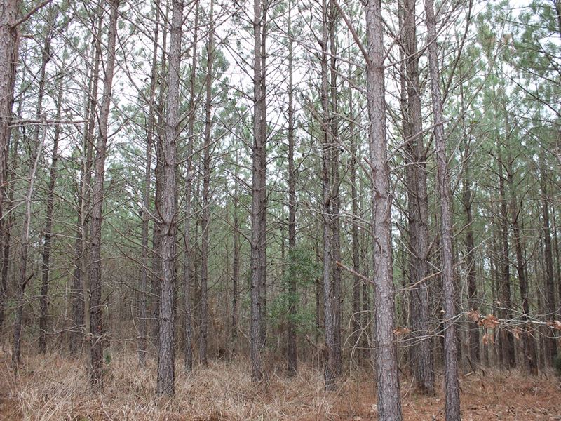 Well Managed Timber : Talbotton : Talbot County : Georgia