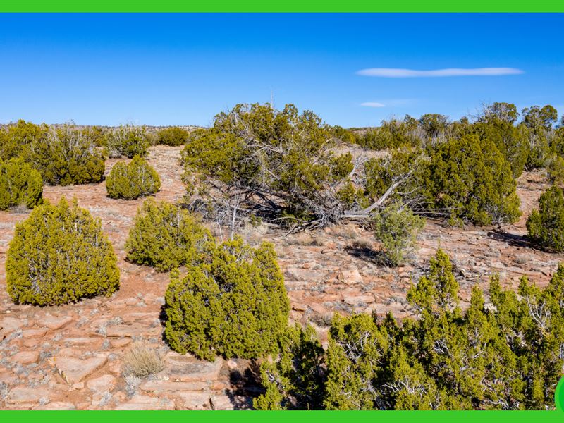 20 Acres Arizona Land Near Concho : Concho : Apache County : Arizona