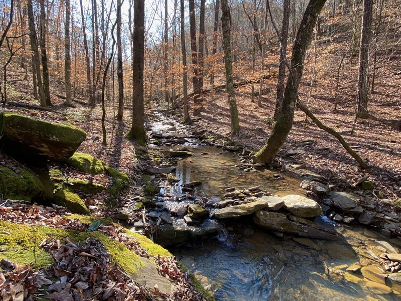 Watson Branch Tract : Northport : Tuscaloosa County : Alabama