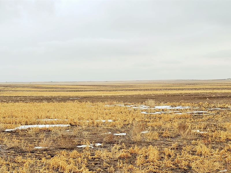 Briggsdale Dryland 2 : Briggsdale : Logan County : Colorado
