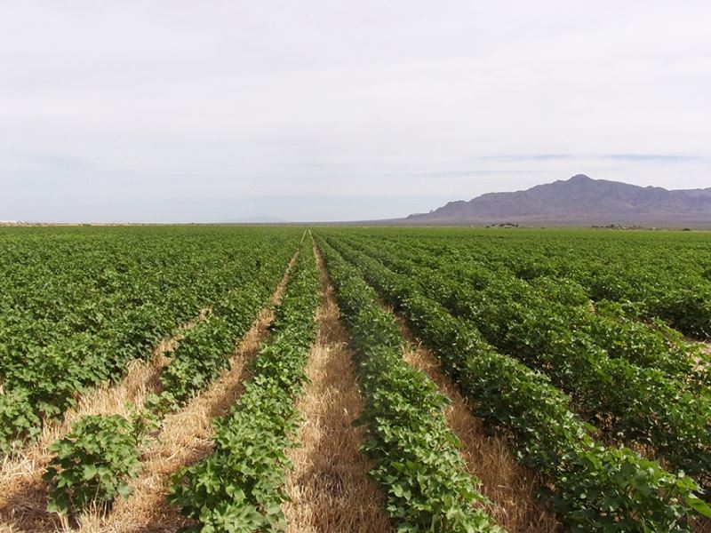 Waterloo Farm : Deming : Luna County : New Mexico