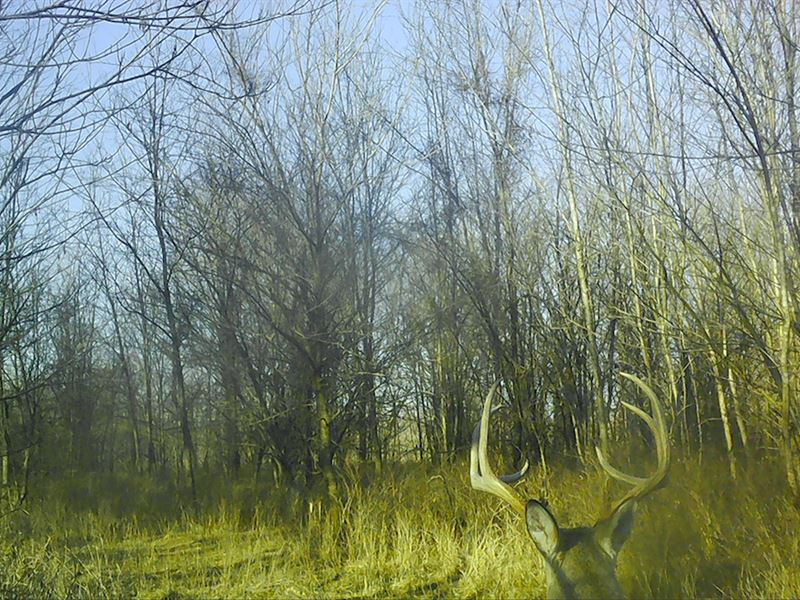 Incredible Hunting Property for Sal : Coffeyville : Montgomery County : Kansas
