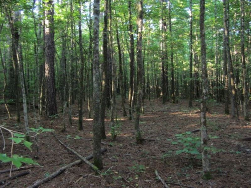 20 Acres in Alcorn County in Rienzi : Rienzi : Alcorn County : Mississippi