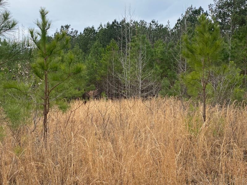 21 Acres Jackson County : Scottsboro : Jackson County : Alabama