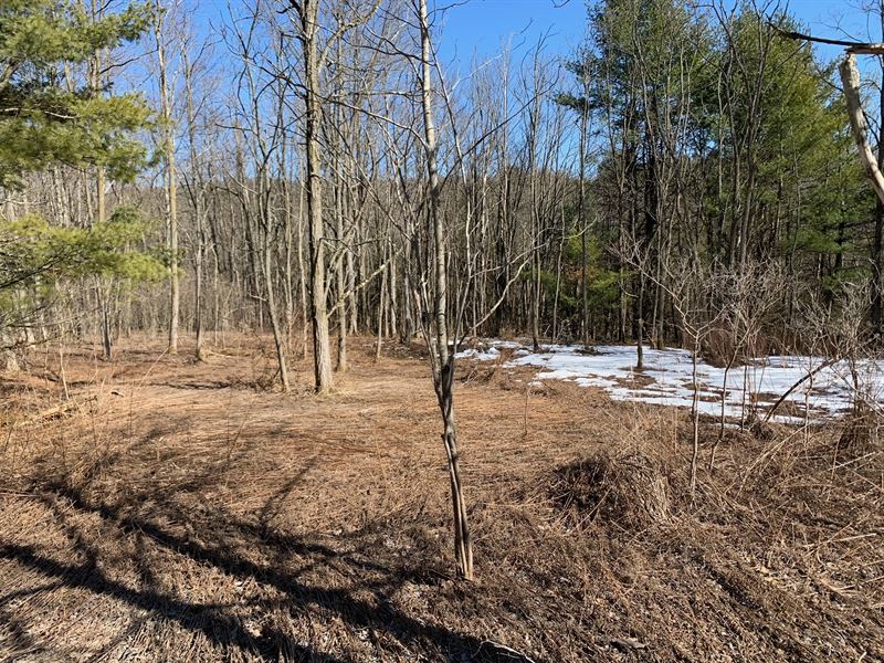 Tioga County Large Acreage Site : Spencer : Tioga County : New York