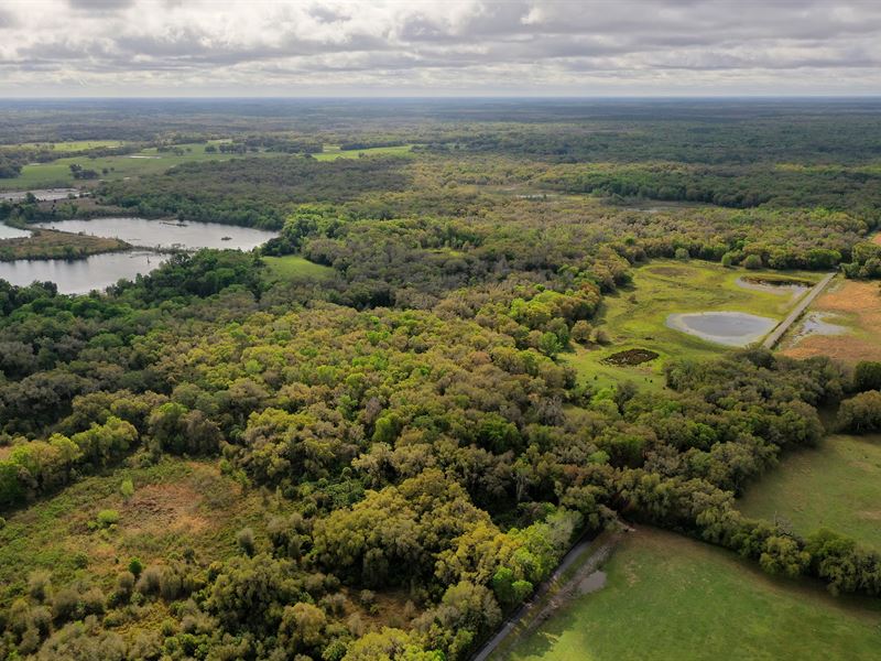 Browning Ranch : Webster : Sumter County : Florida