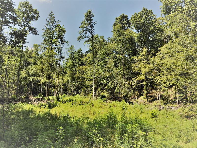 Big Cedar Creek Tract D : Linden : Perry County : Tennessee
