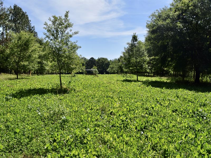 Sumter Mini Farm : Andersonville : Sumter County : Georgia