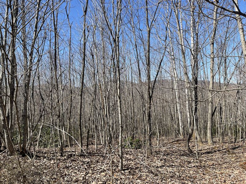 Mountain Ridge : Shipman : Nelson County : Virginia