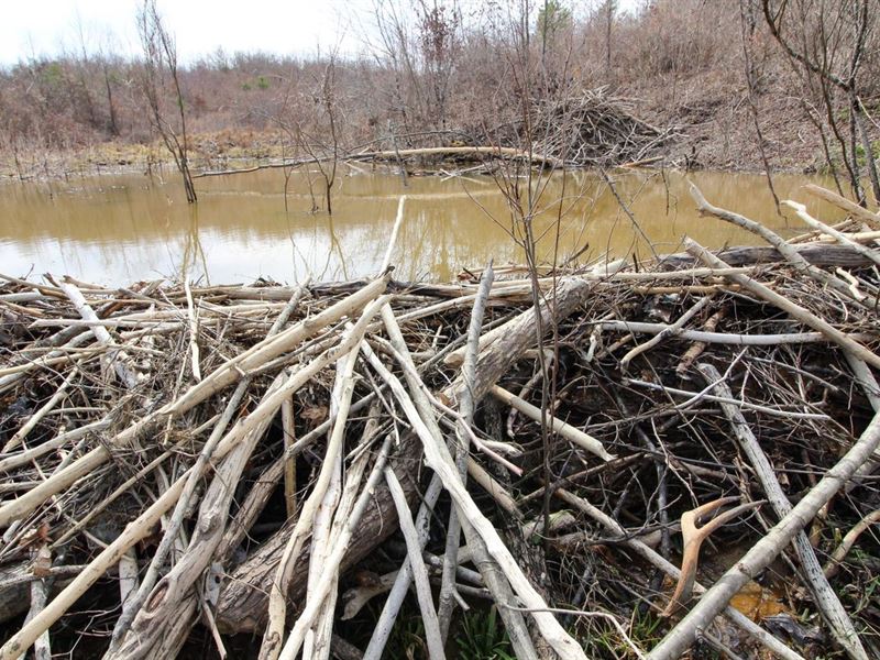 Pumpkintown Rd Tract 2, 15 Acres : Patriot : Gallia County : Ohio