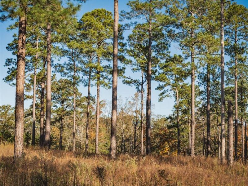 Three Notch Nobles Place : Union Springs : Bullock County : Alabama