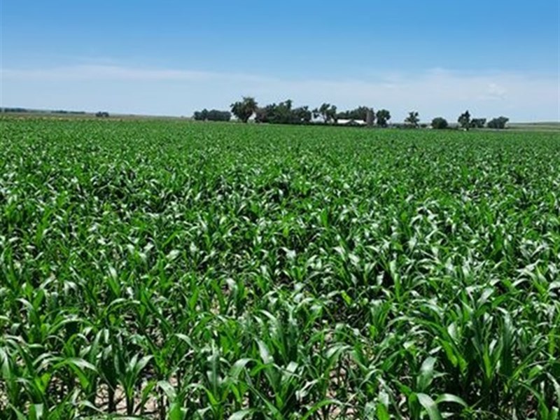240 Acre Farm with Improvements : Granada : Prowers County : Colorado