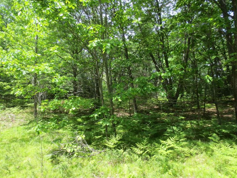 Wooded Acres Close to Lake Thompson : Pelican : Oneida County : Wisconsin