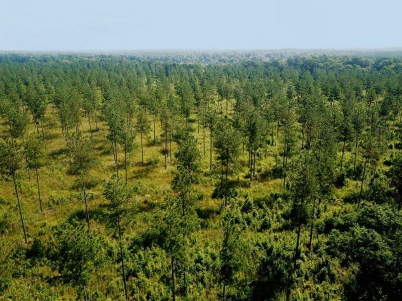 59.14 Acres Land for Sale Pike Coun : Magnolia : Pike County : Mississippi
