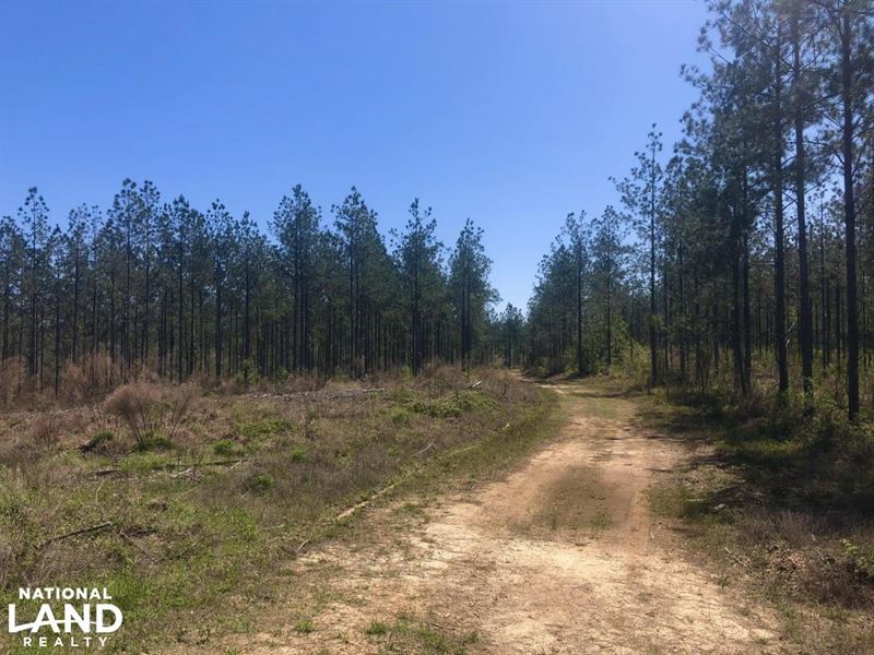 Hunting & Timber Investment Near Cl : Wainwright : Monroe County : Alabama