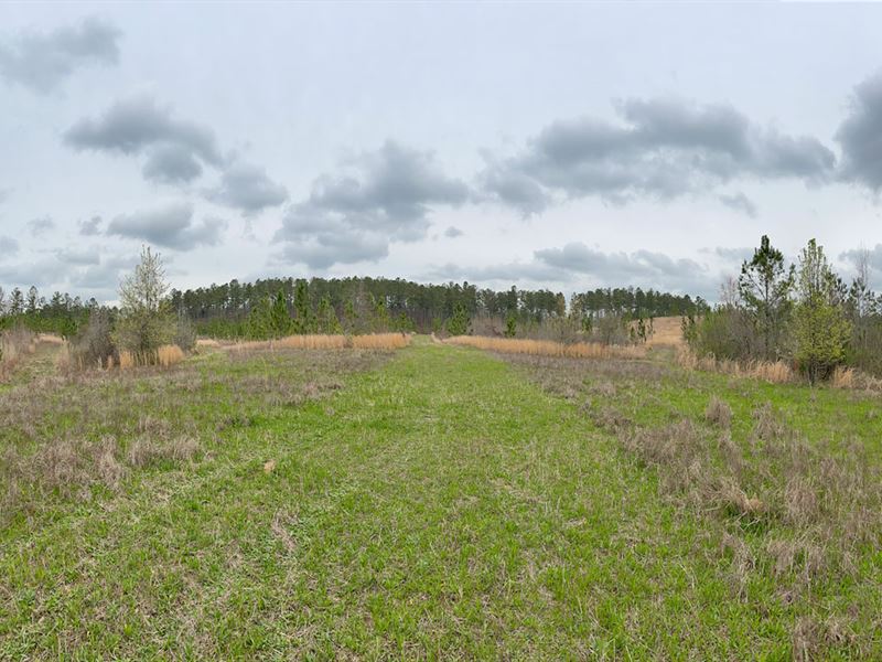 Rolling Pines Tract : Clanton : Chilton County : Alabama