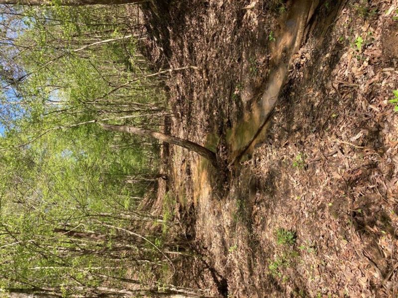 Sherling Lake Road : Greenville : Butler County : Alabama