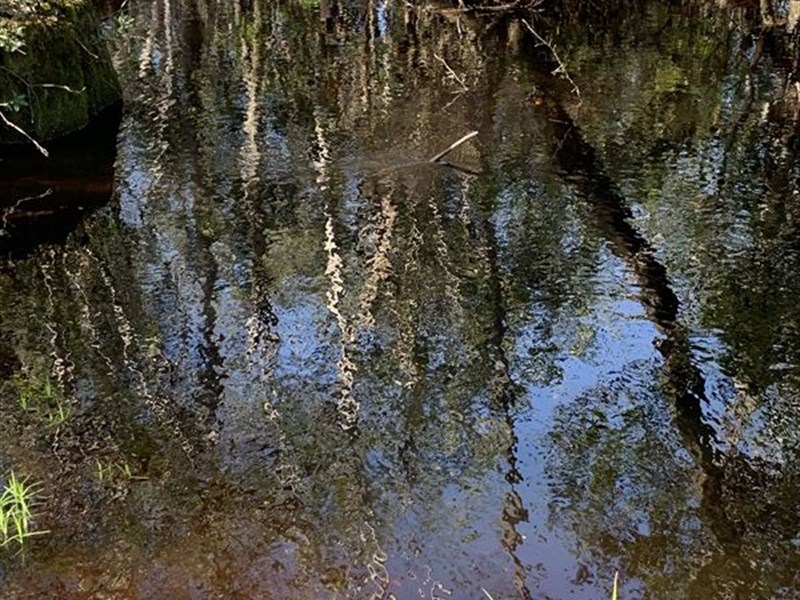 Good Hunting with Beautiful Pond : Marianna : Jackson County : Florida