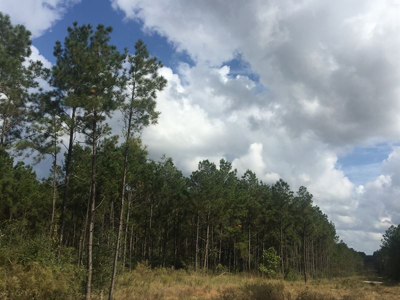 15 Acres Hwy 19 : Crockett : Houston County : Texas