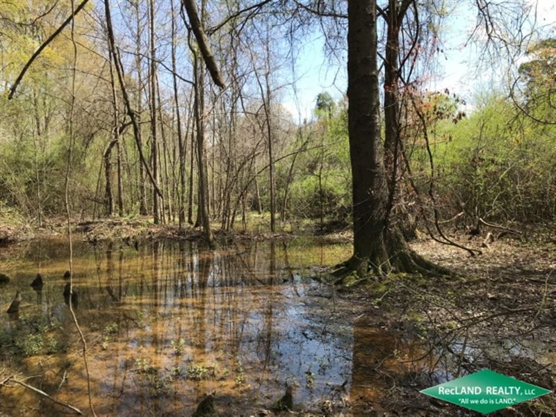 48 Ac, Wooded Tract for Home : Downsville : Union Parish : Louisiana