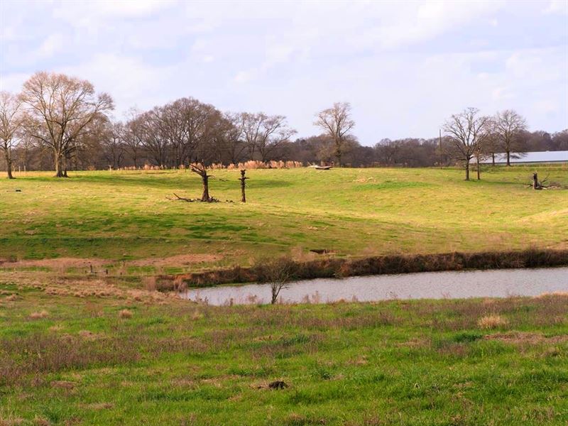 117 Acres Pasture Land for Sale Wal : Tylertown : Walthall County : Mississippi