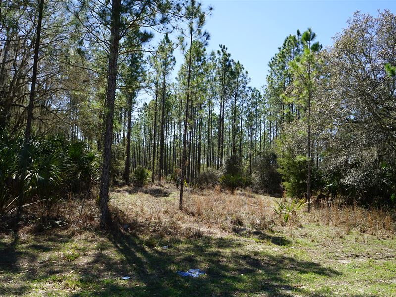 Rosewood Forest : Rosewood : Levy County : Florida