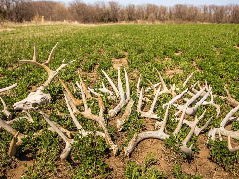 Rush County Creek, Timber, Tillable : Otis : Rush County : Kansas