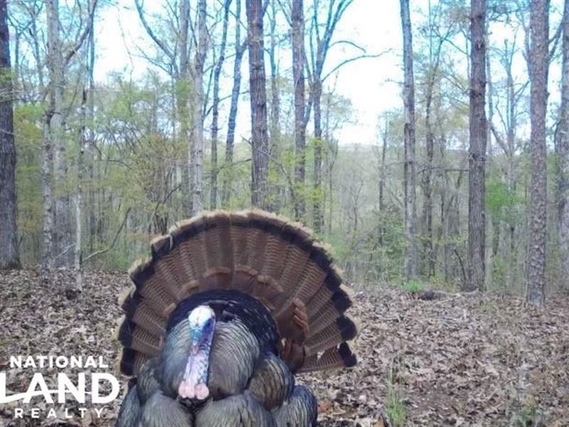 White Oak Farm : Moundville : Hale County : Alabama