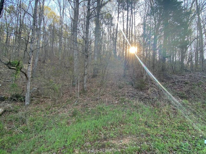 Marion Co 28 Ac Near Chattanooga : Guild : Marion County : Tennessee