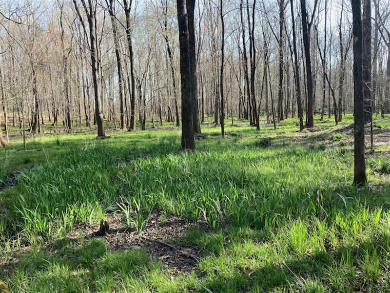 Big Creek, Big Timber : Talbotton : Talbot County : Georgia