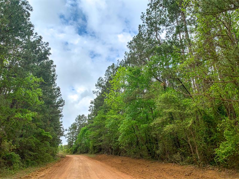 17 Acres Indian Springs : Livingston : Polk County : Texas