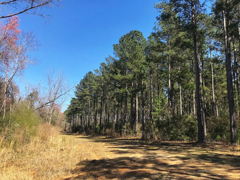 Estate Auction, Excellent Timber : Metter : Evans County : Georgia