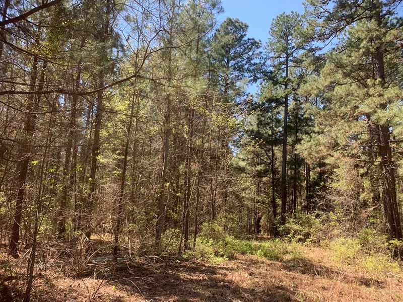 Natural Pine Timberland SW Ouachita : Stephens : Ouachita County : Arkansas