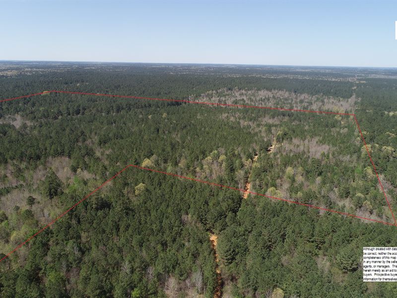 Diverse Natural Pine Timberland : Stephens : Ouachita County : Arkansas
