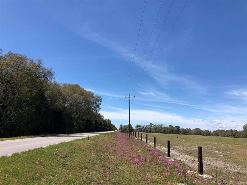 Pastureland in Chiefland, FL : Chiefland : Levy County : Florida