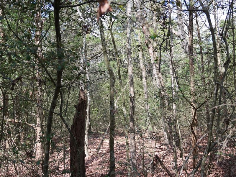 Hunting Land Freestone County : Dew : Freestone County : Texas