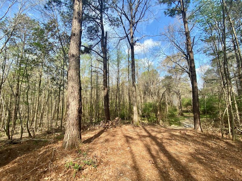 60+ Acres Henderson, Pike County : Glenwood : Pike County : Alabama