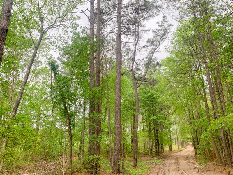 111 Acres Paces Creek : Corrigan : Polk County : Texas
