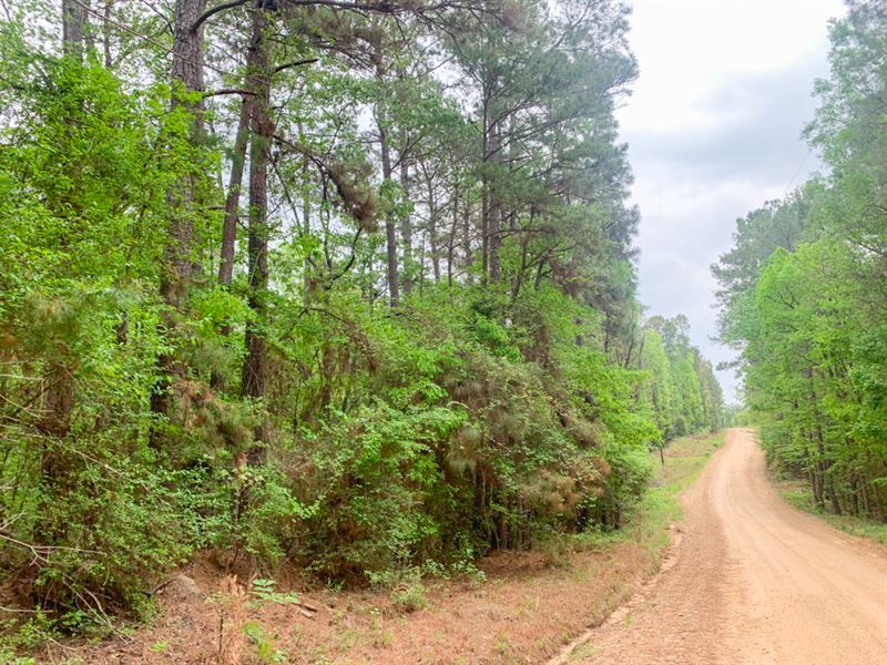 60 Acres Paces Creek : Corrigan : Polk County : Texas