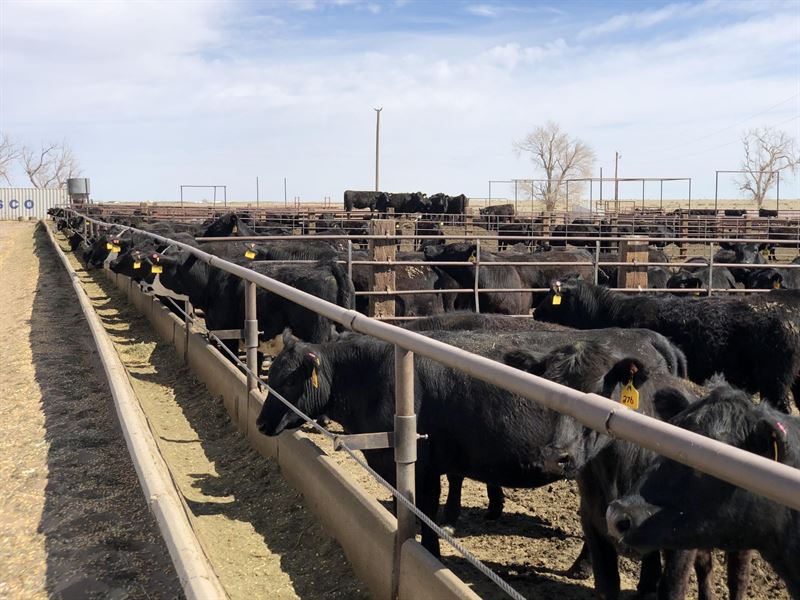Fowler Feed Yard, Grass and Home : Olney Springs : Crowley County : Colorado