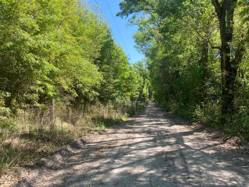 Wooded Acreage Live Oak, Florida : Live Oak : Suwannee County : Florida