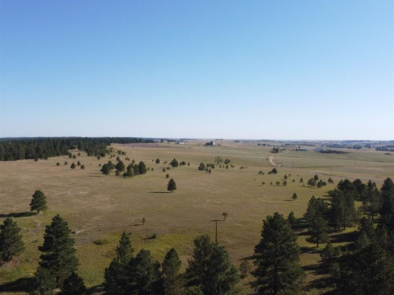Elizabeth Trees and Meadow : Elizabeth : Elbert County : Colorado